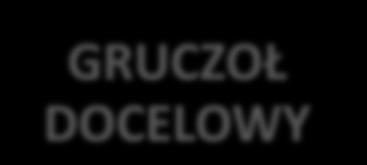 komunikacji pomiędzy OUN, a układem hormonalnym PRZYSADKA część przednia lub gruczołowa