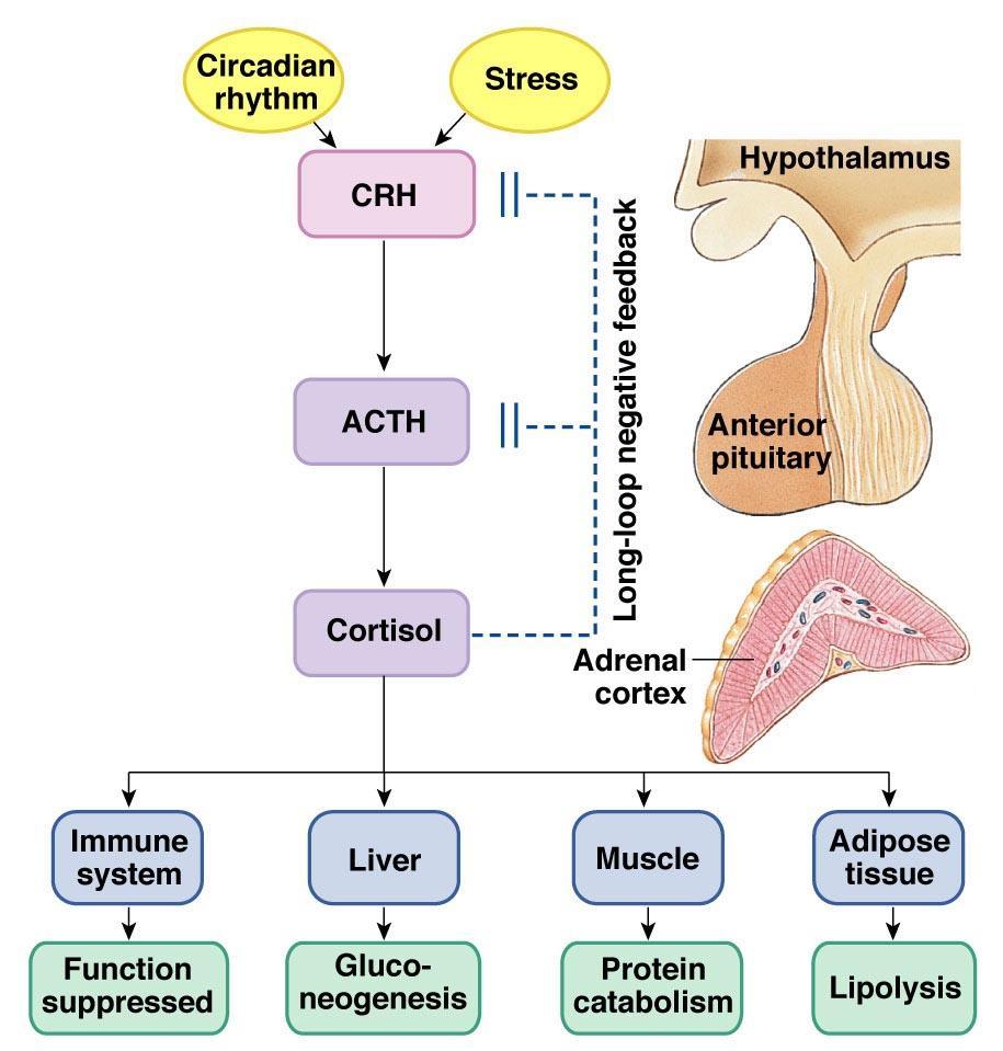 Oś podwzgórzowo-przysadkowonadnerczowo-korowa (PPN) Kortykoliberyna Hormon adrenokortykotropowy