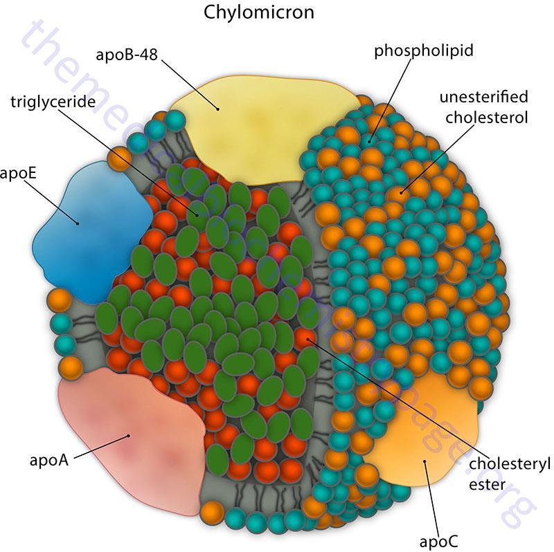 Chylomikrony Pierwotne lipoproteiny Syntetyzowane przez enterocyty, w układzie odprowadzjącym chłonkę z jelita Biorą udział