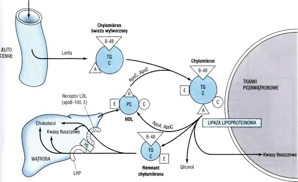 Metaboliczne losy chylomikronu Chylomikrony po dostaniu się do układu krążenia posiadają apolipoproteinę B48 oraz apoa.