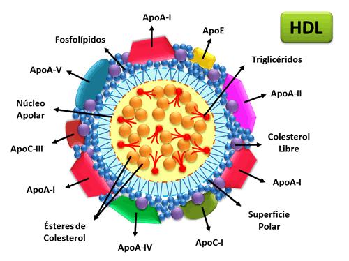 HDL Cząsteczka o wysokiej gęstości składająca się w 50 procentach z białek, a w 50% z lipidów. Syntetyzowana zarówno w wątrobie jak i w jelicie.