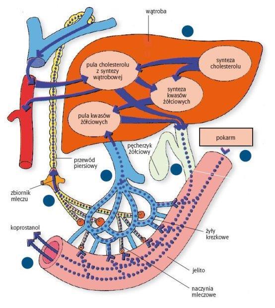 Krążenie jelitowo-wątrobowe 98-99% wydzielonych kwasów żółciowych powraca do wątroby