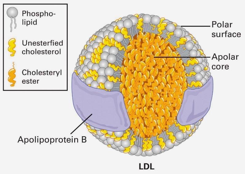 Budowa cząsteczki lipoproteiny Jest to kompleks: hydrofobowego rdzenia lipidowego, który zawiera estry cholesterolu i triacyloglicerole oraz polarnej otoczki zawierającej fosfolipidy, wolny
