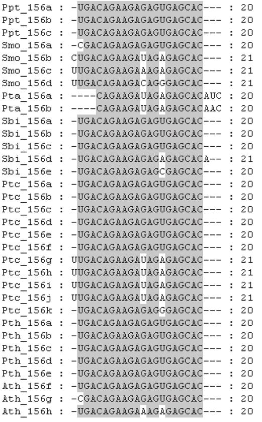 Rycina 1. A. Budowa genu MIR162a A. thaliana (At5g08185).