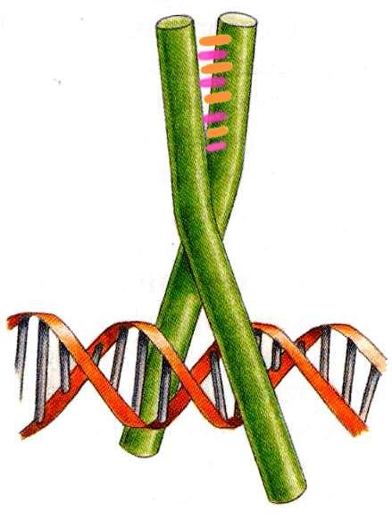 Suwak leucynowy Domena - 35 aa Wiązanie białka do DNA następuje tylko w formie dimeru.