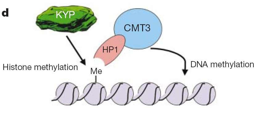 TGS Wyciszanie genów u eukariontów może być związane z tworzeniem heterochromatyny, która blokuje transkrypcję. H.