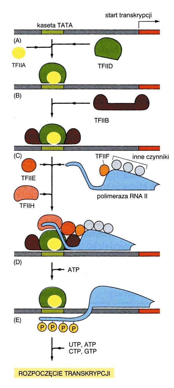 Czynniki Transkrypcyjne (Transcriptional Factor, TF): są konieczne, aby polimeraza RNA przyłączyła się do DNA oraz do rozpoczęcia transkrypcji decydują o tym, że ekspresja zachodzi we właściwej