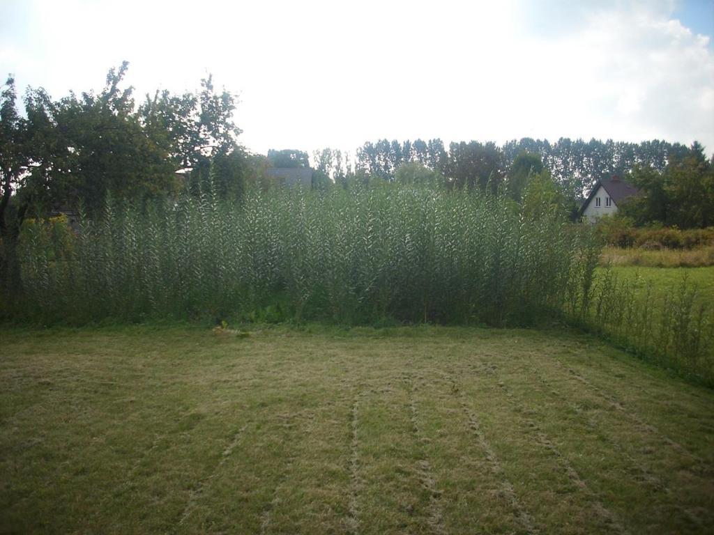 Biomasa eksperymentalna plantacja wierzby energetycznej Powierzchnia: ok 180m2 Sadzonek: 1000 szt. Międzyrzędzia: 65 cm. Sadzonki w rzędach 35 cm.