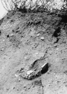 Koparka, czerpiąc żwir, odsłoniła kolejne jamy grobowe i wydobyła ludzkie kości (sierpień 2008 r.) Władze Gminy Orla powinny zorganizować pochówek widocznych kości ludzkich.