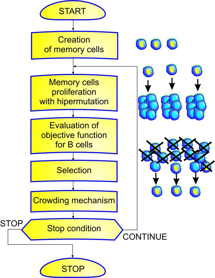 Przykład: AIS autorstwa Wacława Kusia.Losowe wygenerowanie komórek pamięciowych. 2. Komórki pamięciowe proliferują i mutują tworząc limfocyty B (liczba klonów zależy od przystosowania). 3.