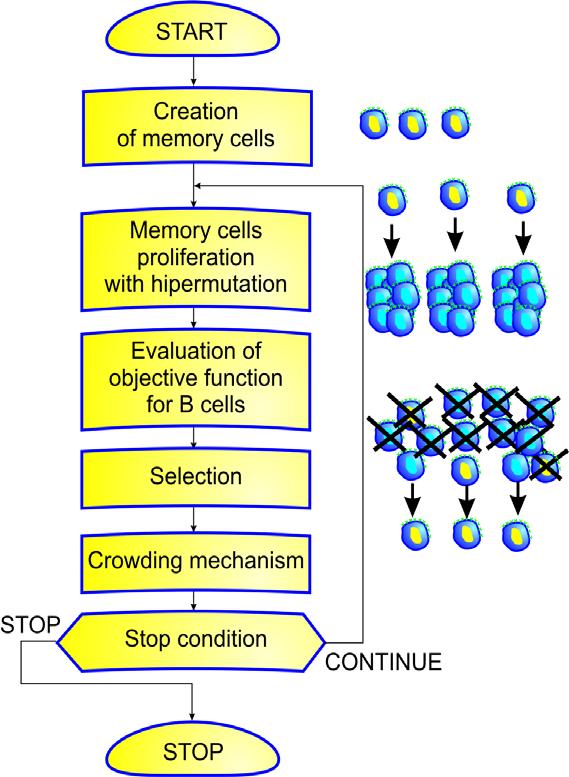 Przykład: AIS autorstwa dra inż. Wacława Kusia. Losowe wygenerowanie komórek pamięciowych. 2. Komórki pamięciowe proliferują i mutują tworząc limfocyty B (liczba klonów zależy od przystosowania). 3.
