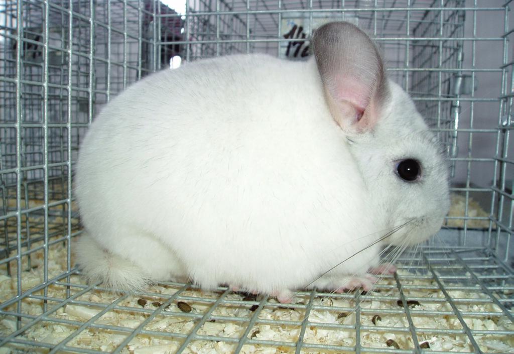 The study was conducted on 100 Standard chinchillas including 30 females and 70 males.