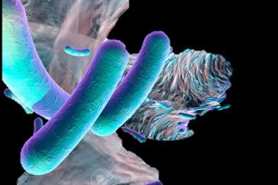 Katedra Immunologii i Biologii Infekcyjnej TEMATYKA BADAWCZA: Zakład Immunologii Komórkowej Kierownik : dr hab.