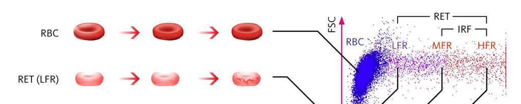 vivax również powoduje rozpad hemoglobiny do hemozoiny, a ciemnobrązowe kryształy hemu, widoczne są jako struktury krystaliczne w zakażonych krwinkach czerwonych. 4. Erytrocyty zakażone przez P.