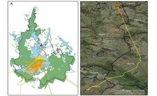 Wyniki Przemieszczenia Logery GPS GSM założono na cztery z pięciu piskląt, które wykluły się w Wigierskim Parku Narodowym w 2017 roku.