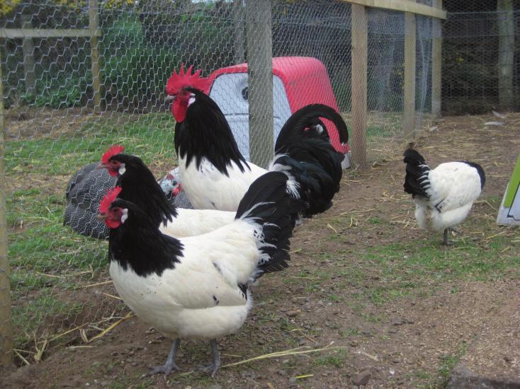 Charakterystyka wybranych ras kur lekkich Fot. 11. Kogut i kury rasy lakenfelder Phot. 11. Lakenvelder rooster and hens omlet.co.