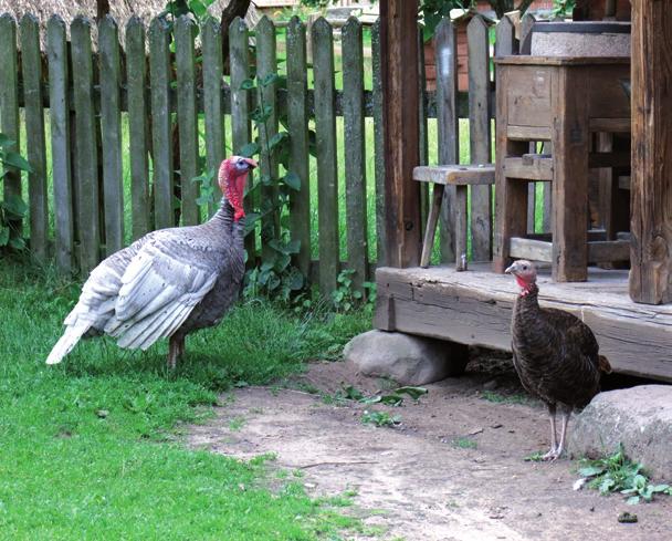 to climatic conditions and diseases were raised in backyards and rural farms.