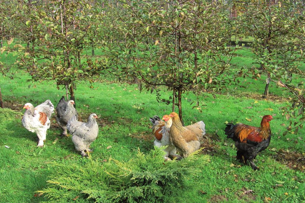 breeds, which are a very valuable element of genetic diversity and are appreciated for their ornamental