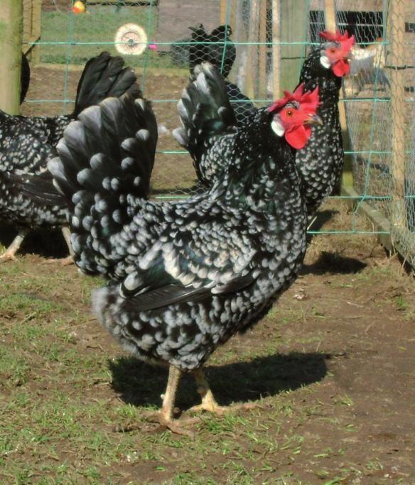 Charakterystyka wybranych ras kur lekkich w. brytyjscy marynarze, którzy sprowadzili je do swojego ojczystego kraju.