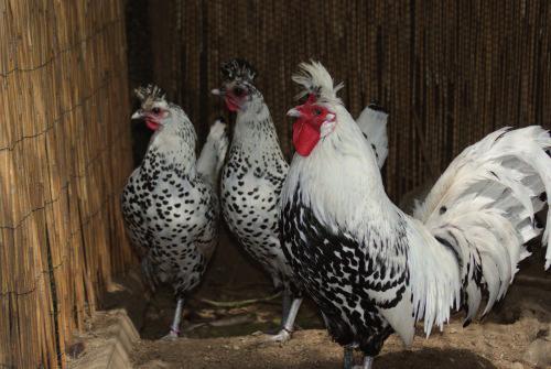 Charakterystyka wybranych ras kur lekkich wariantach barwnych, przy czym najbardziej popularne i najczęściej spotykane są srebrna czarno nakrapiana (fot. 3) oraz złota czarno nakrapiana.