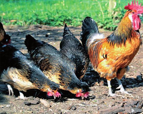 Charakterystyka wybranych ras kur lekkich Fot. 5. Kury i kogut rasy brabançonne Phot. 5. Brabançonne hens and rooster countrysidenetwork.com Fot. 6. Kogut i kury rasy brabanckiej Phot. 6. Brabanter rooster and hens levendehave.