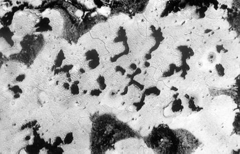 A representative example of DTA curves (a) and microstructure ( of hypereutectic cast iron with vermicular graphite is shown in Figure 8 (a,.