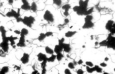 For ferritic vermicular graphite cast iron and pearlitic vermicular graphite cast iron the characteristic DTA curves are shown in Figures 9 (a, and 10 (a,, respectively.