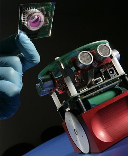 2008 Robot sterowany biologicznym mózgiem zbudowany z wyhodowanych neuronów - University of Reading.