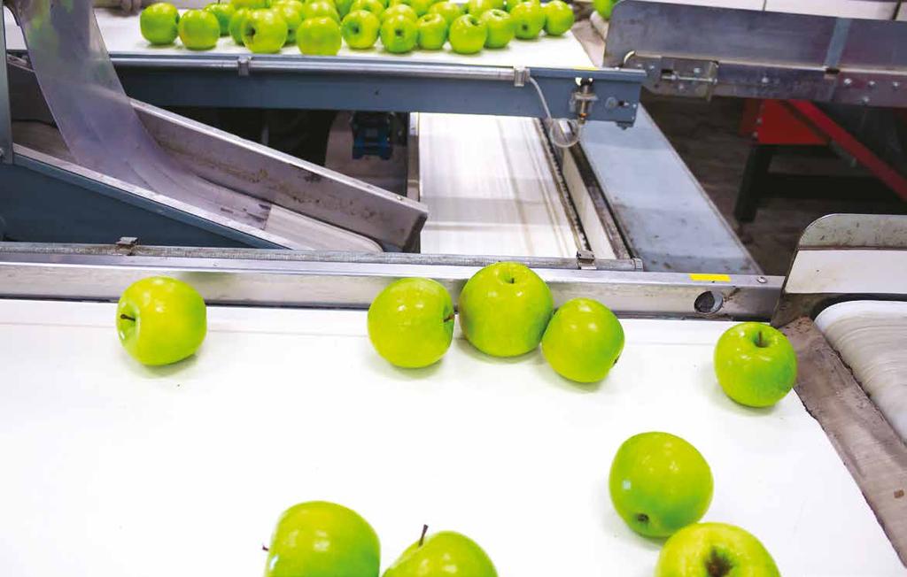 14 Skuteczne zwalczanie chorób przechowalniczych jabłek Skuteczne zwalczanie chorób przechowalniczych jabłek Dipl.-Ing.