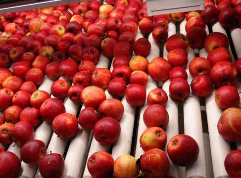 20 Geoxe przed kolejnym sezonem przechowalniczym sposób niesie ryzyko sprzedaży jabłek w najmniej korzystnym cenowo momencie, tak drugi sposób może przynieść same korzyści.