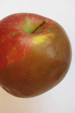 26 Choroby fizjologiczne jabłek długi okres przechowywania.