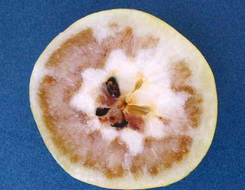 Choroby fizjologiczne jabłek 27 warunków opóźniających dojrzewanie jabłek.