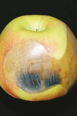 Przyczyną choroby jest przechowywanie jabłek w zbyt niskiej dla nich temperaturze, przy czym należy podkreślić, iż krótkotrwała ekspozycja owoców na takie warunki nie musi od razu oznaczać ryzyka