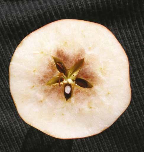 28 Choroby fizjologiczne jabłek ności względnej powietrza poniżej 50%. W tym czasie masa owoców powinna ulec zmniejszeniu o około 1%, głównie za sprawą utraty wody.