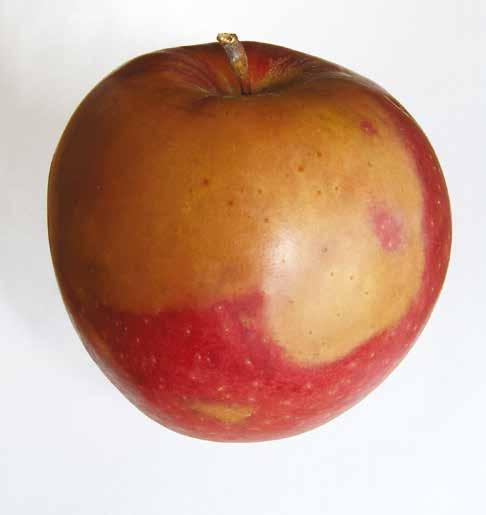 Choroby fizjologiczne jabłek 29 wania, dlatego najlepszym sposobem zabezpieczenia jabłek przed zbrązowieniem miąższu jest ich przechowywanie w temperaturze 1,5-2 C.