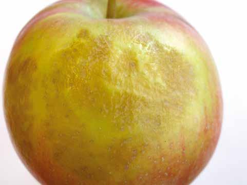 30 Choroby fizjologiczne jabłek zawierającej nagromadzony dwutlenek węgla. Kolejnym rodzajem są uszkodzenia wewnętrzne w postaci jasnobrązowego miąższu.