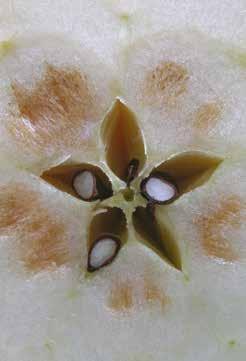 U niektórych odmian jabłek uszkodzenia mogą jednak występować równomiernie w całym miąższu.