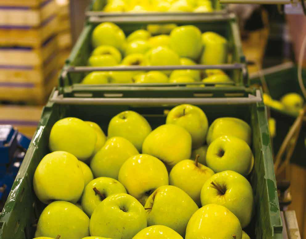Choroby fizjologiczne jabłek 31 z otoczenia owoców za pomocą urządzenia chłodniczego, co oznacza większe koszty eksploatacji chłodni.