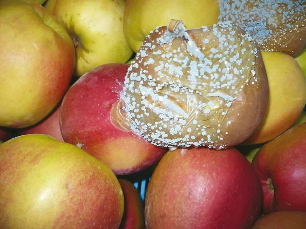 38 Choroby zaczynające się od uszkodzenia skórki owoców Mokra zgnilizna jabłek i gruszek Fot. 5.