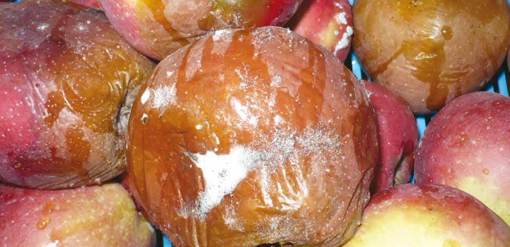 Choroby zaczynające się od uszkodzenia skórki owoców 41 Miękka zgnilizna jabłek i gruszek Fot. 8.