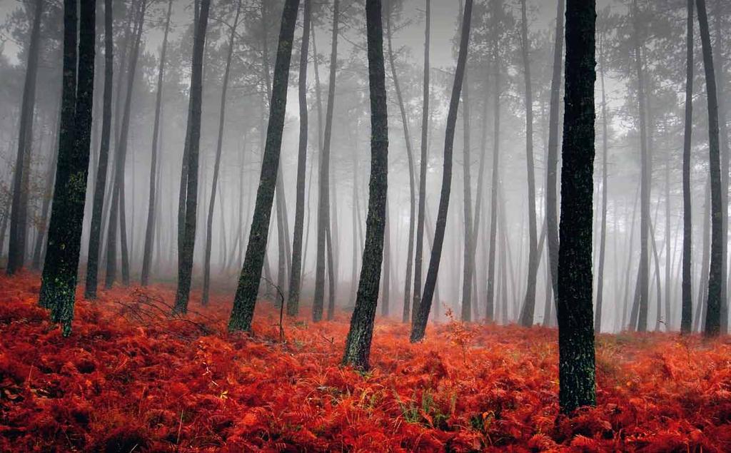 STONEWOOD Wyprawa do lasu Fascynujące obrazy, jakie w leśnej scenerii tworzy kora drzew, stanowią niezwykłą inspirację dla projektantów i