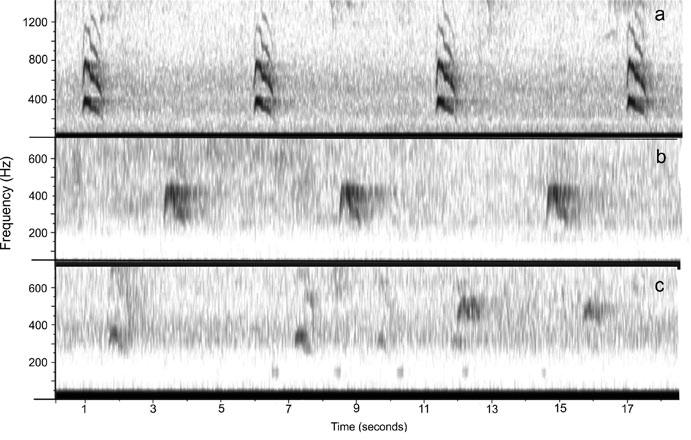 Ryc. 1. Przykładowe sonogramy z zarejestrowany zawołaniami puchaczy. Porównanie głosów zarejestrowanych bardzo blisko (a), w zasięgu dobrej słyszalności (b) oraz zawołań samca i samicy (c) Fig. 1. Sample sonograms with Eagle owl calls registered.