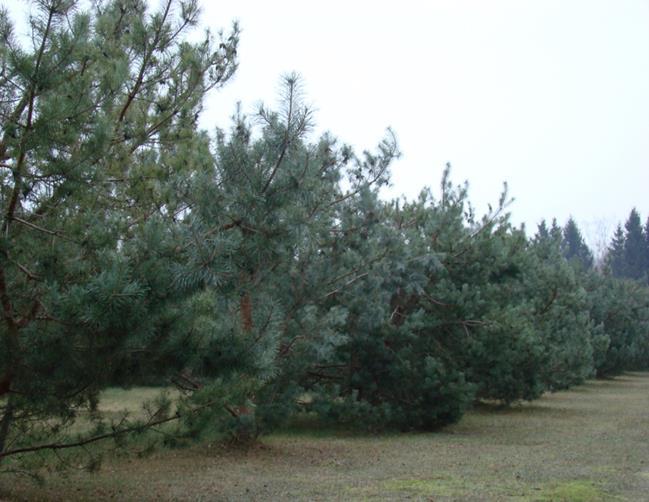 Ogławianie plantacji Pierwszy zabieg ogławiający został przeprowadzony w dwóch etapach.