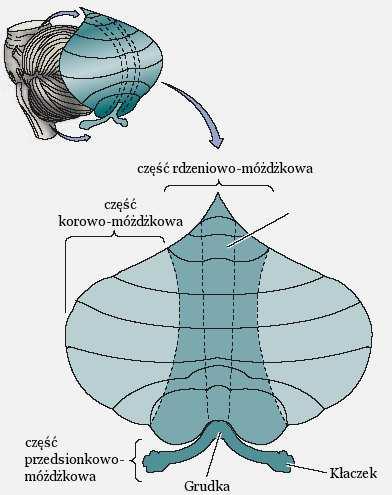 MÓŻDŻEK