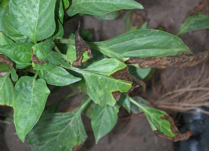 Brunatne, suche nekrozy na liściach papryki (V. dahliae) Źródło: http://www.