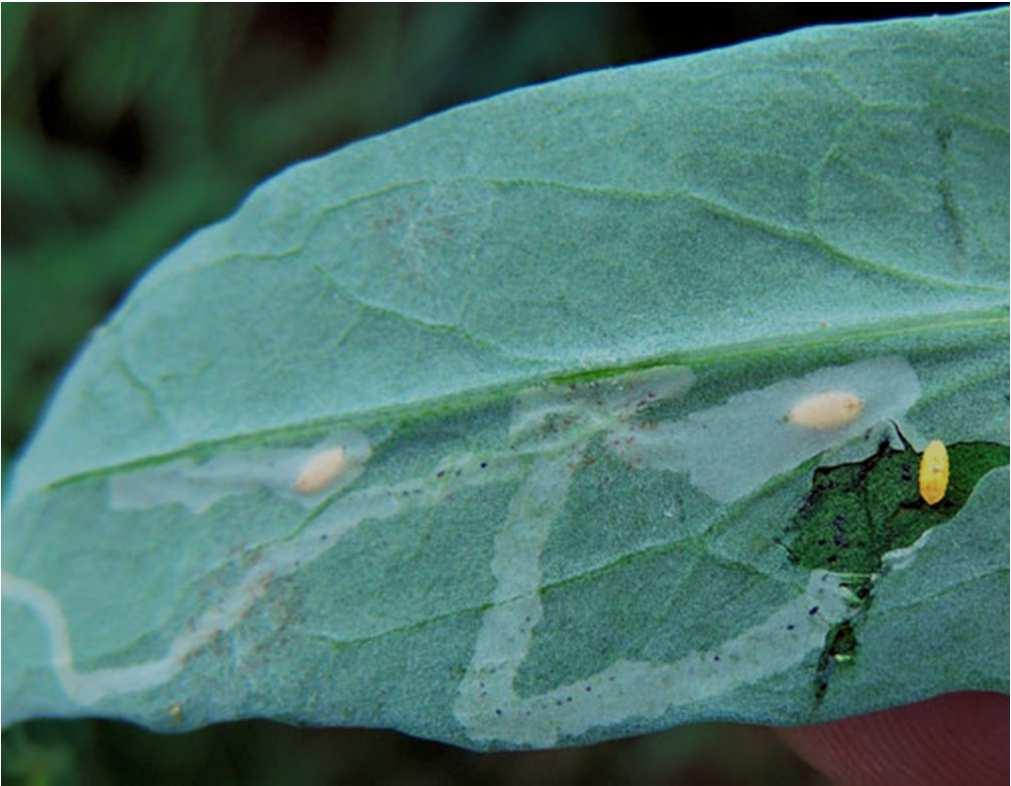 com/2012/06/leafminer-flies-on-pepper-plants.