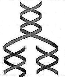 Zadanie. (4 pkt) Na schemacie przedstawiono fragment cząsteczki DNA.