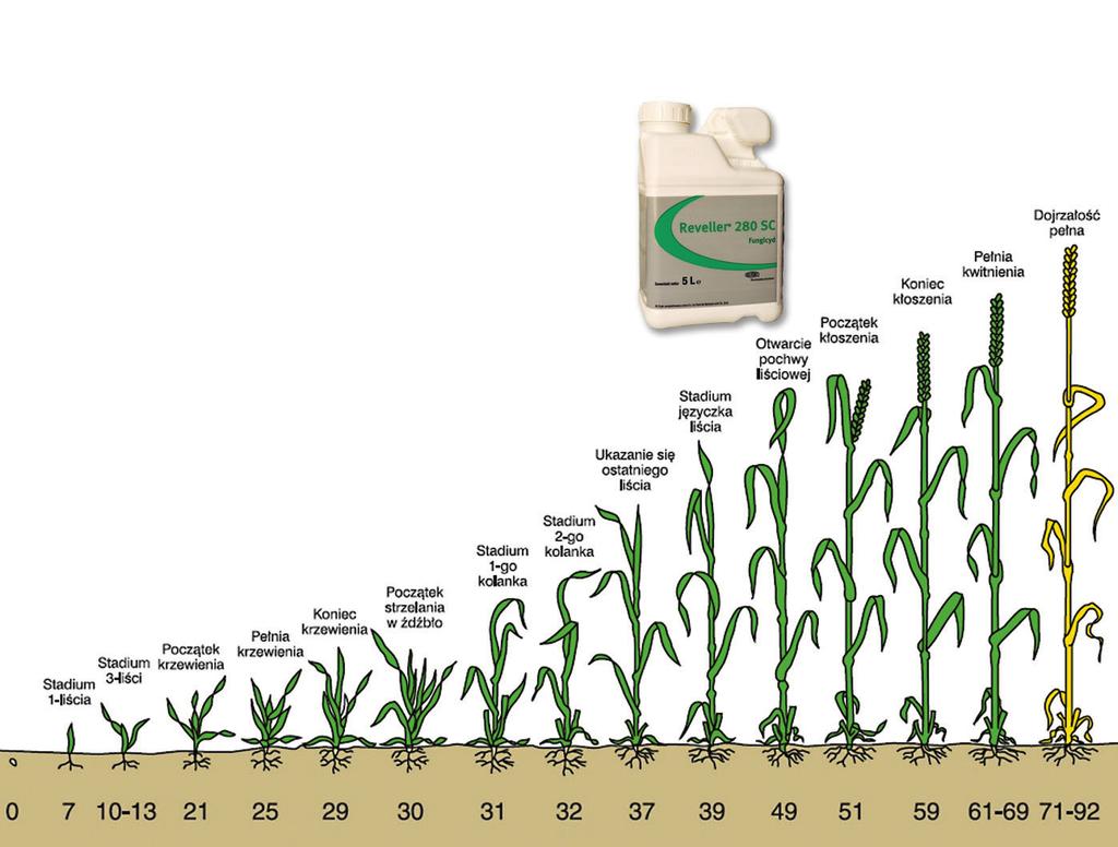Reveller 280 SC W programach ochrony pszenicy ozimej przed chorobami grzybowymi Pszenica ozima W dobie ciàg ej intensyfikacji technologia zwalczania chorób grzybowych w pszenicy ozimej to najcz Êciej