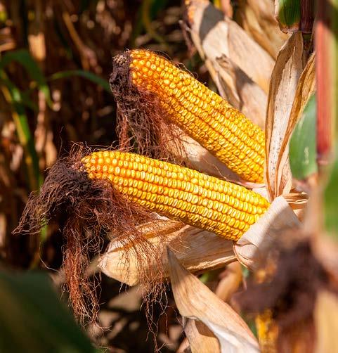 GUMNA 13,2 t/ha 17,9% RAWICA-KOLONIA 12,5 t/ha 18,8% KSIĘŻPOL GŁUCHÓW 12,7 t/ha CHYŻA 18,8% 14,0 t/ha 14,8 t/ha 18,6% JÓZEFÓW 13,5 t/ha 26,8% 15,7 t/ha 18,9% 18,2% 13,4 t/ha 14,2 t/ha 17,1% ULHÓWEK