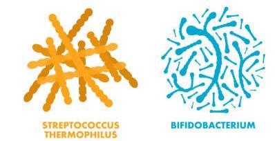 longum (a), * Enterococcus faecium (a) Lactococcus lactis (b), * Streptococcus thermophilus (a), * Bacillus clausii (a), *